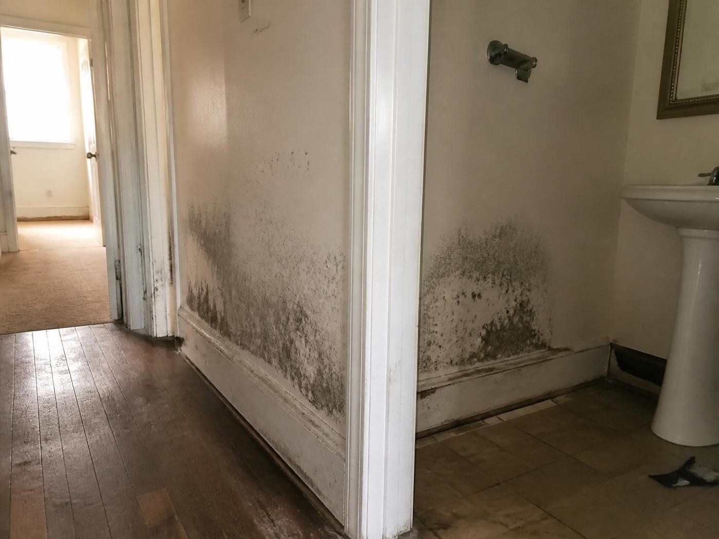 Job #WD-2408-042 before restoration — hallway and adjacent bathroom doorway, same camera angle as the after photo. Black mold blooming across the lower drywall and baseboards on both sides of the corner, with paint peeling near the floor.